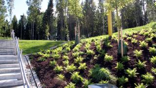 Kaakaonkuorella katettuja istutuksia Kvartsijuonenpuistossa.