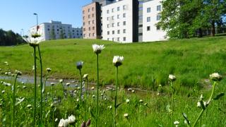 Niitty- ja nurmiverhousta kerrostalojen edessä Kolmikallionpuistossa.