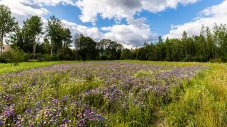Kukkapeltoa, jonka taustalla metsää.
