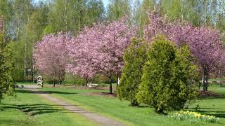 Kirsikkapuita ja muita puita Sahrapuistossa.